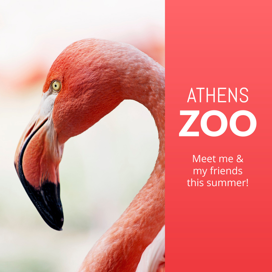 Meet the Flamingo at the Athens Zoo 1080x1080 template