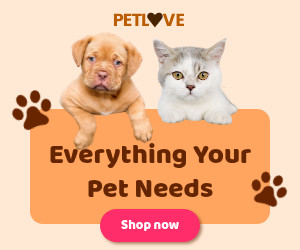 Everything Your Pet Needs  300x250 template