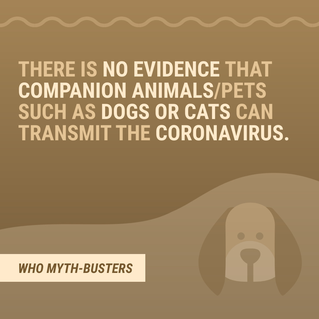 Myth COVID-19 Companion Animals 1080x1080 template